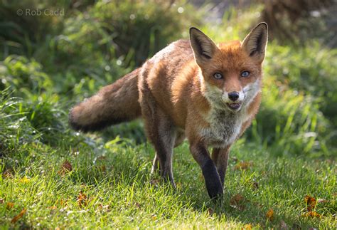 European Red Fox British Wildlife Centre 05 Oct 2018 Zoochat
