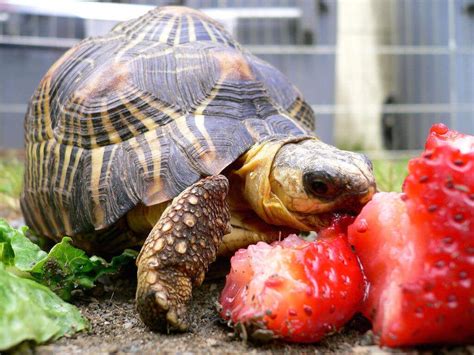 Turtle Eating Strawberry Wallpapers Wallpaper Cave