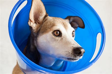 If your dog is struggling to eat or drink while wearing their collar, you may choose to remove it during meal times. How to Make a Dog Head Cone to Prevent Wound Licking | Cuteness