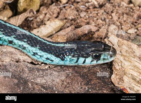 Puget Sound Garter Snake Thamnophis Sirtalis Pickeringii Native To Nw