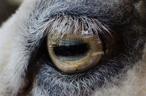 All Sizes Sheeps Eye Flickr Photo Sharing Compassion Mood