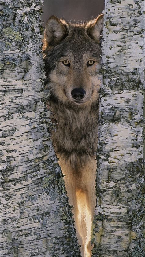 Check spelling or type a new query. Wolf Wallpaper for iPhone - WallpaperSafari