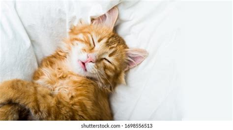Funny Ginger Cat Lying Bed On Stock Photo Edit Now 1698556513