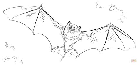 Франсуа ало, эрве де креси. Bat coloring page | Free Printable Coloring Pages