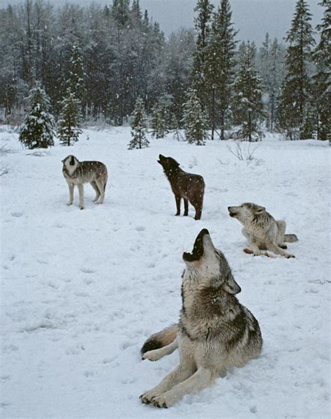 Gray Wolf Living With Wolves