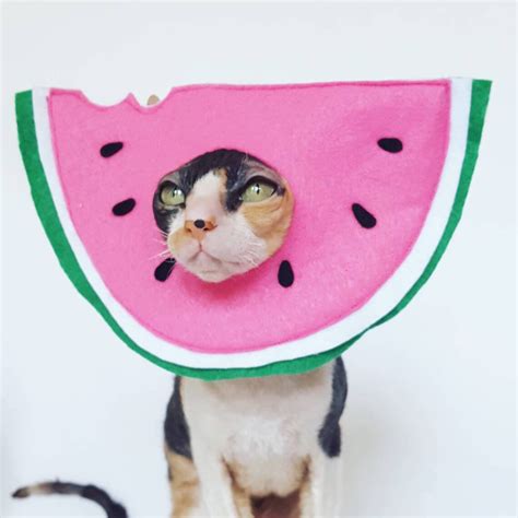 Watermelon Pet Hat Costume In Soft Pink Felt With Green White Etsy