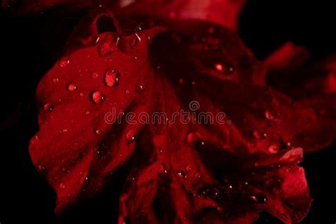 Water Drop On Red Flower After Rainy And Black Background Stock Image