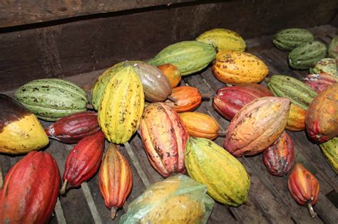 How To Tour A Cocoa Plantation In Vietnam Dame Cacao