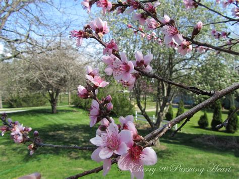Growing a tree from a peach pit would be fun, and a good learning experience for kids though! Pursuing Heart: Springtime All Year Round