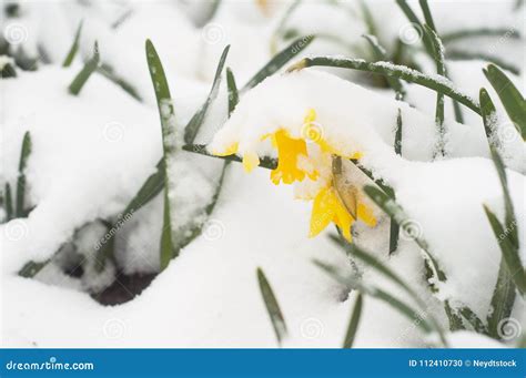Daffodils Covered By Snow In Public Garden Stock Photo Image Of