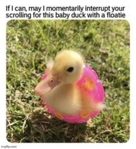Image Tagged In Wholesome Duck Imgflip