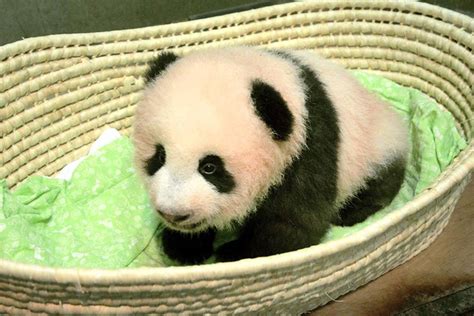 Japans 3 Month Old Baby Panda Finally Has A Name Las Vegas Review