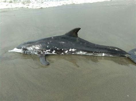 Dead Dolphin Found On A Beach In Kota Belud New Straits Times