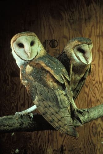 Tyto Alba Barn Owl Michigan Natural Features Inventory