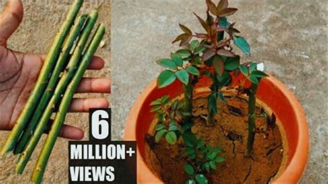 How To Grow Rose Plant From Cutting Grow Rose From Stem Cutting Grow Your Own Roses From