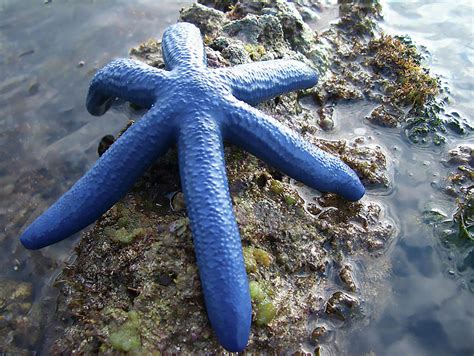 Giant Blue Starfish Photograph By Alex Gordon Fine Art America