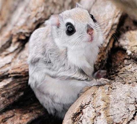 Siberian Flying Squirrels By Masatsugu Ohashi Gagdaily News