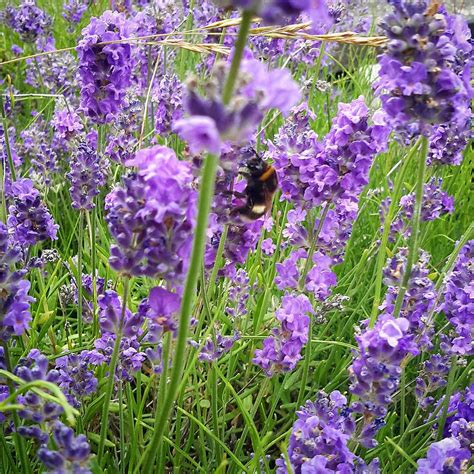 Our English Lavender And The Not Flightofthebumblebee B Flickr