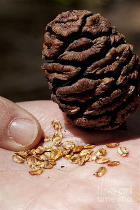 Giant Sequoia Seeds Photograph By Quincy Russell Mona Lisa Production