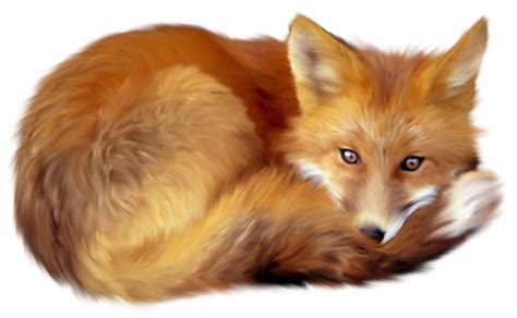 Fox Png Transparent Images Png All