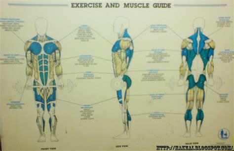 Muscle Exercise Guide Images Frompo 1