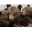 Wheres Mum Three Bear Cubs Rescued In Bulgaria  Environment The