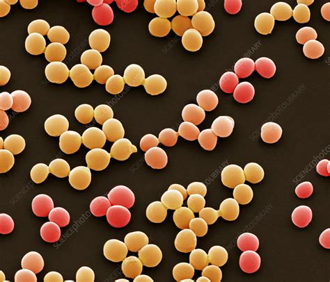 Enterococcus Faecalis Bacteria Sem Stock Image B2360186 Science