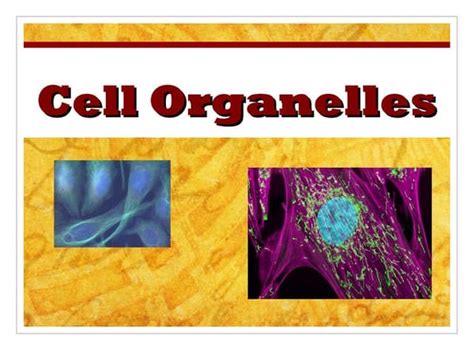 Cell Organelle Power Point Notes Ppt