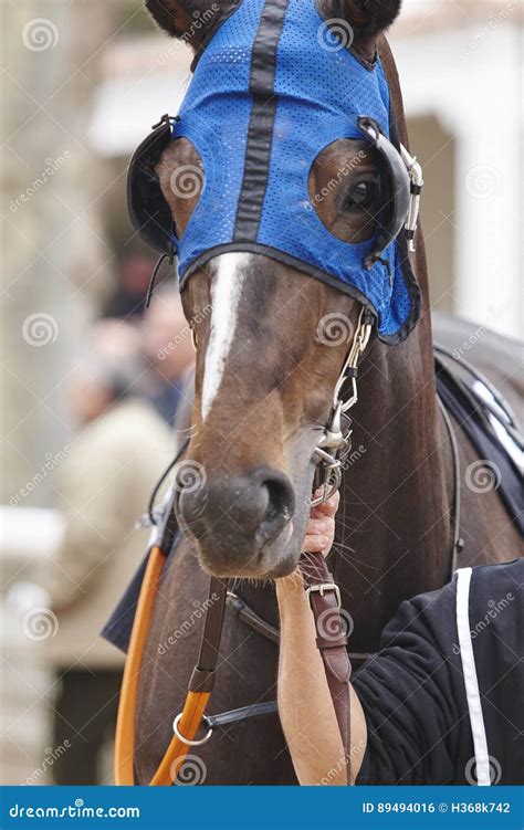 Race Horse Head With Blinkers Paddock Area Editorial Photo Image Of