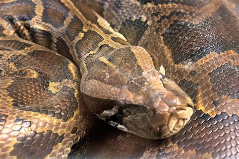 rock python - ZooChat