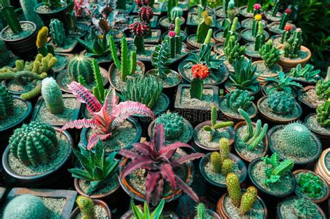 In modern english, the term cactus' properly refers to plants belonging to the family cactaceae. A Cactus Garden Is A Garden For The Cultivation And ...