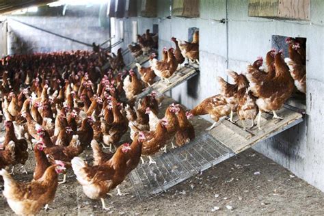 I guess bird flu right past you. Bird flu strikes NI commercial flocks 14 January 2021 Premium