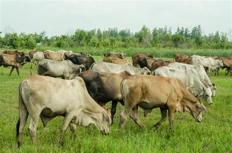 图片素材 景观 性质 领域 农场 草地 草原 国家 野生动物 绿色 放牧 农业 牧场 动物群 栖息地 农村
