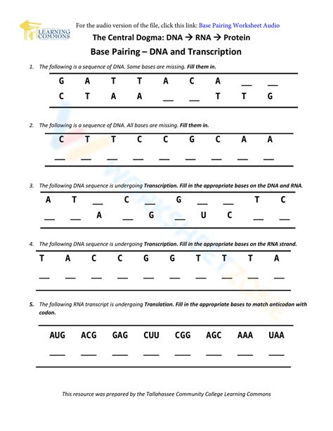Base Pairing Dna And Transcription Worksheet
