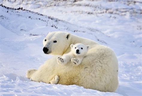 Arctic Animals Archives Arctic Kingdom Polar Expeditions