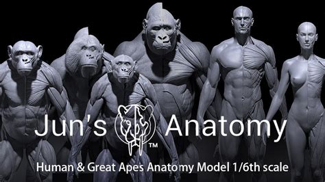 Artstation Human And Great Apes Anatomy Models