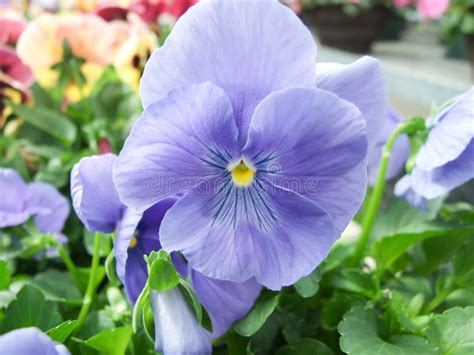 Blue Flower Pansies Closeup Of Colorful Pansy Flower Stock Photo