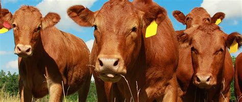 Cows that are raised on a farm and sold for meat are an example of livestock. INTL FCStone - Meats/Livestock