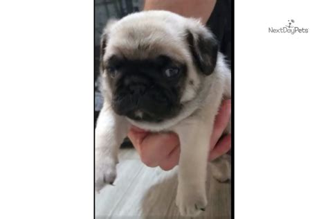 They are a versatile and beautiful animal. Biggy: Pug puppy for sale near Austin, Texas. | f75050ddc1
