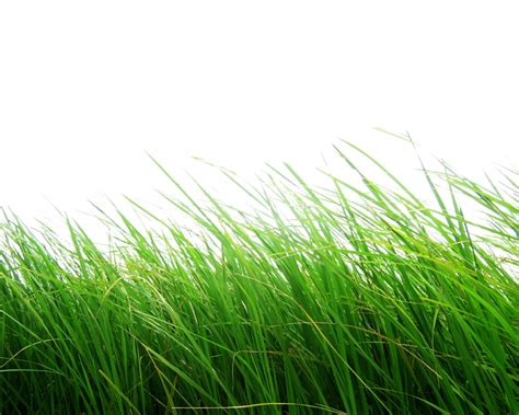 Grass Png Image Green Grass Png Picture Transparent Image Download