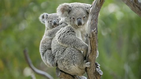 Koala Superb Wallpaper Hd Wallpapers