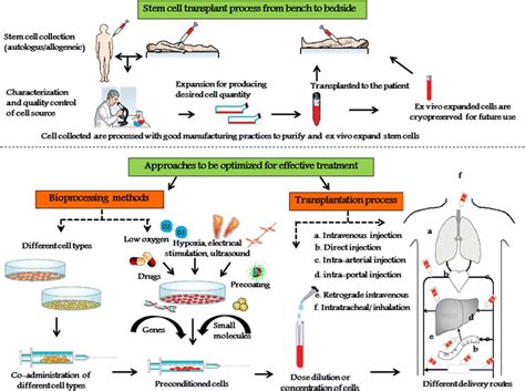 model stem cell transplantation process for effective personalized download scientific diagram