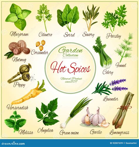 Vector Poster Of Spice Seasonings Herb Flavorings Stock Vector