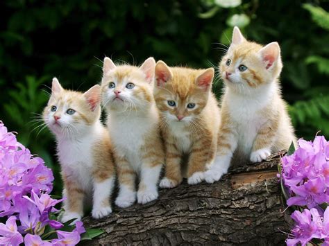 Choose your favorite and play for free! Jigsaw Puzzle 2 - Play Free Jigsaw Puzzle Game Online ...
