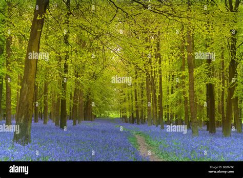 Bluebells In Full Bloom Carpet The Spring Woodland In The Chilterns On