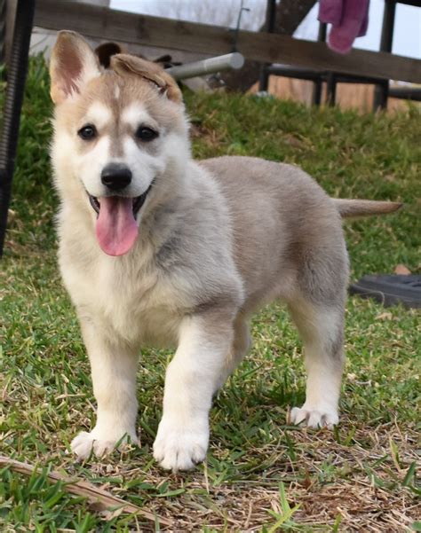 Ruskin house of shepherds offers black & silver akc registered, purebred german shepherd puppies for sale, as well as silver sable germans. Silver Sable German Shepherd Puppies : Longhaired German ...