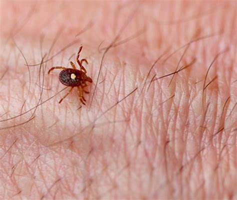 This Is What You Should Know About Lone Star Ticks In Maryland