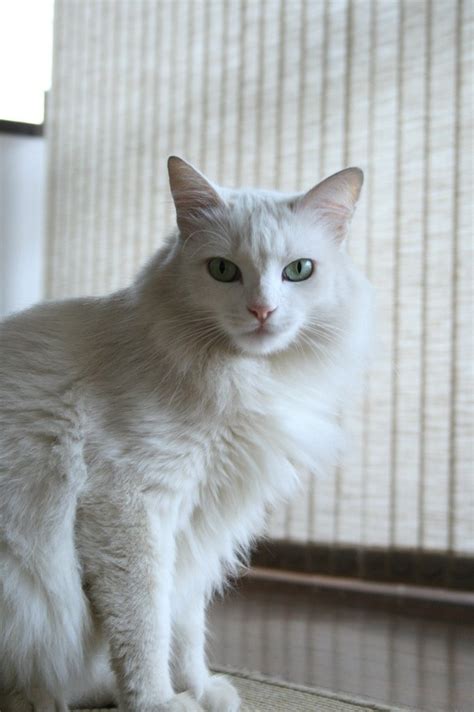 White Cat 3 Free Stock Photo | FreeImages