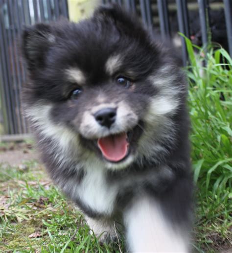 Gaaaaaaah This Is The Cutest Thing Love This Pic Of A Finnish Lapphund