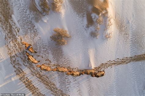 Mongolian Herdsman Ride Red Camels In Snow Covered Gobi Desert To
